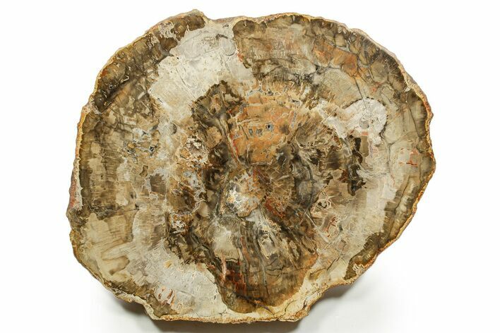 Polished Petrified Wood (Araucaria) Round - Madagascar #376823